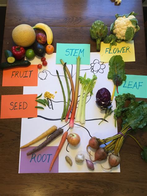 What Are 6 Parts Of The Plant That We Eat Stems Flowers What Else
