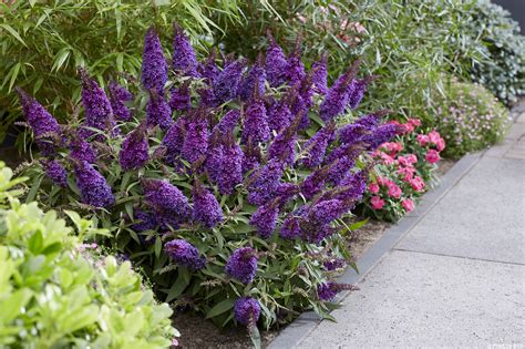 Buddleja Davidii Botex 001 Butterfly Candy™ Little Purple Havlis Cz