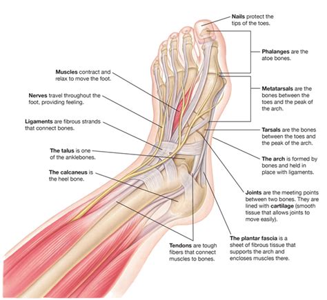 Parts of a Foot | Saint Luke's Health System