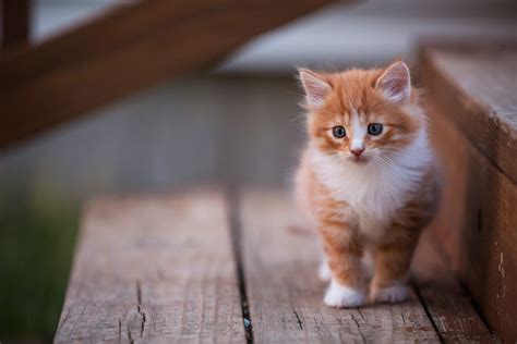 Cats, Kittens, Ginger color, HD Wallpaper | Rare Gallery
