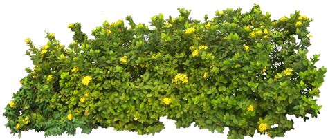 Shrub Plant Clip Art Plant Png Download 994423 Free Transparent