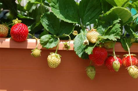 Come Coltivare Le Fragole Il Giardino Commestible