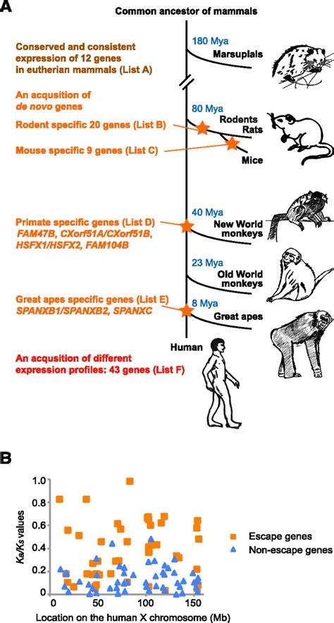 Human Postmeiotic Sex Chromatin And Its Impact On Sex Chromosome Evolution