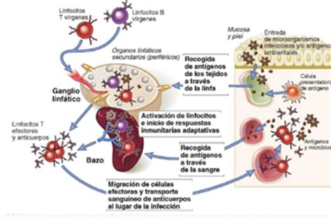 Células y Tejidos del sistema inmune Mind Map