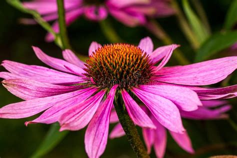 Single Echinacea Flower Stock Image Image Of Perennial 25734757