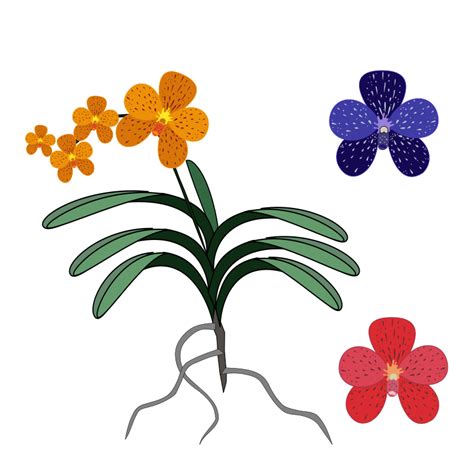 Vanda Openclipart