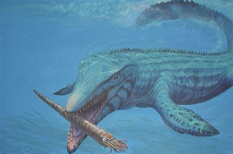 Mosasaurus Bergigi Obeng Fosil Monster Laut Teraneh Di Maroko