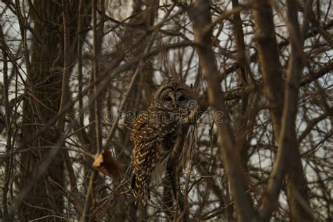 Closeup Shot Of Barred Owl Sitting On Naked Tree Branches And Looking At Camera Stock Image