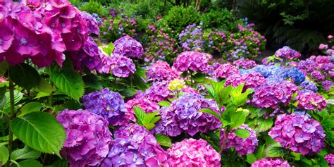 Hydrangea Garden Wallpapers - Wallpaper Cave