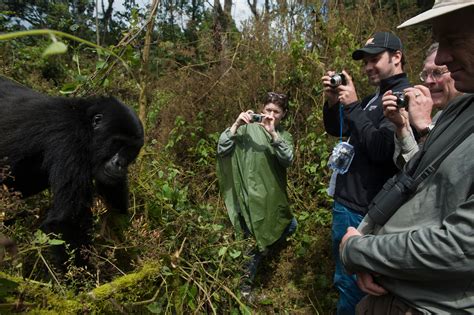 Mountain Gorillas Joel Sartore