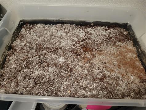 What's up with this light brown spot, looks sus : r/ContamFam