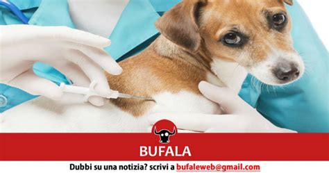 Bufala Hai Un Cane Hai Diritto A Euro Mensili Scopri Come