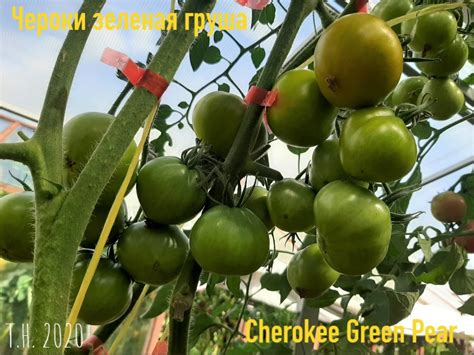Томат Чероки зеленая груша: описание сорта, ОТЗЫВЫ, фото | tomatland.ru