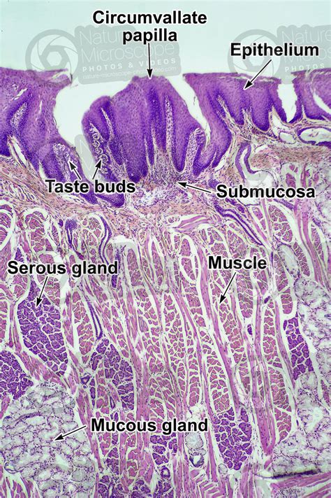 Tongue Histology