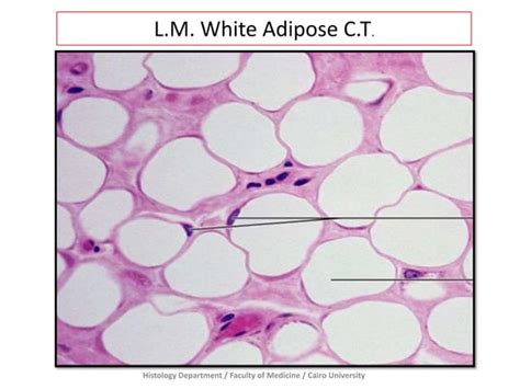 connective tissue prac histology