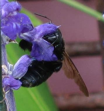 Southern Carpenter Bee Xylocopa Micans Xylocopa Micans Bugguide Net