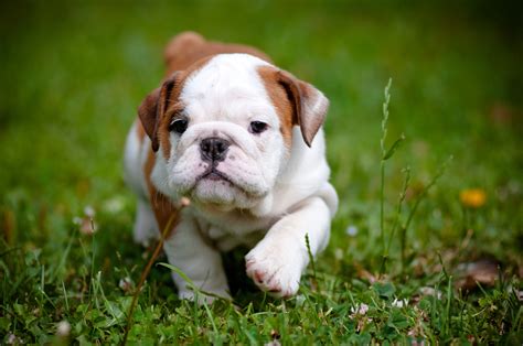capturing   adorable baby animal