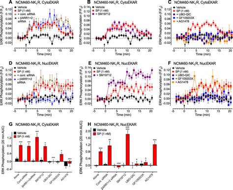 Spatiotemporal Dynamics Of NK 1 R Mediated ERK Signaling In NCM NK 1 R