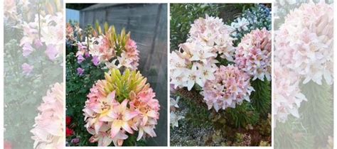 Стоцветковая лилия Марлен луковицы купить в Санкт-Петербурге | Товары ...