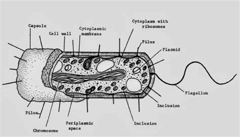 bacteria cell labeled ks3