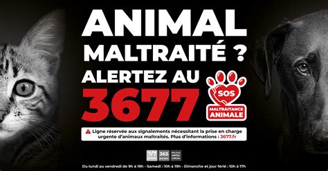 Charte d’engagement des enquêteurs bénévoles • 3677 • SOS Maltraitance ...