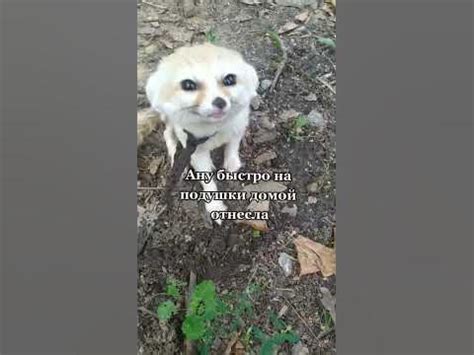 пустынная лиса фенек - YouTube