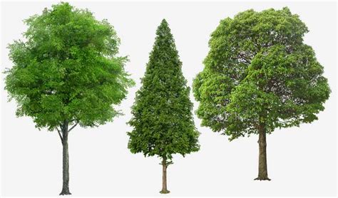 Картинки 3 Дерева – Telegraph