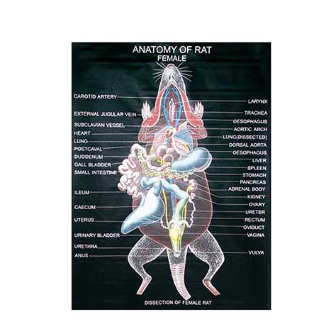 Rat Dissection Anatomy Chart