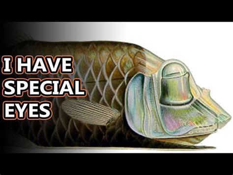 Barreleye Fish Diagram