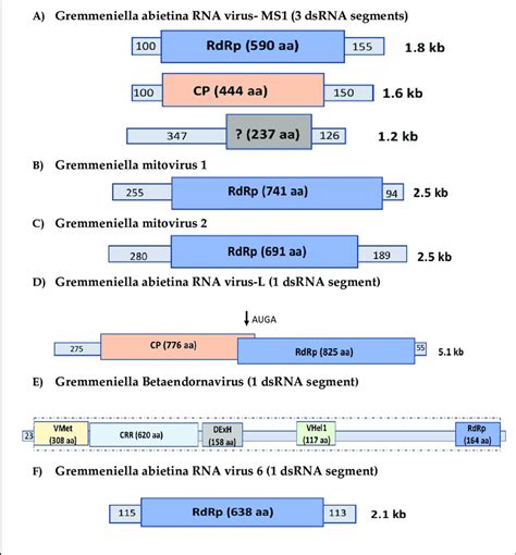 Schematic Illustration Of The Genomic Organisation Of All Fully