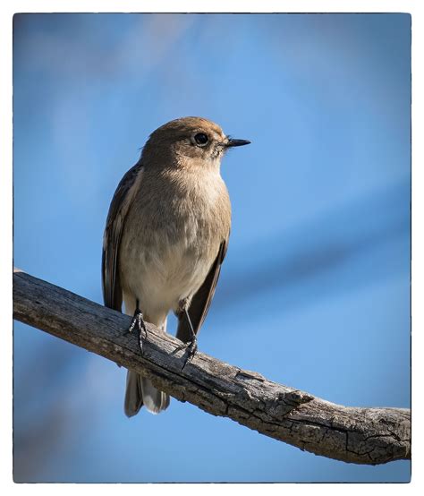 Flame Robin - female Campbell Park Nature Reserve, ACT | Pet birds, Bird photo, Nature reserve