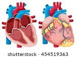 human heart vector clipart image  stock photo public domain