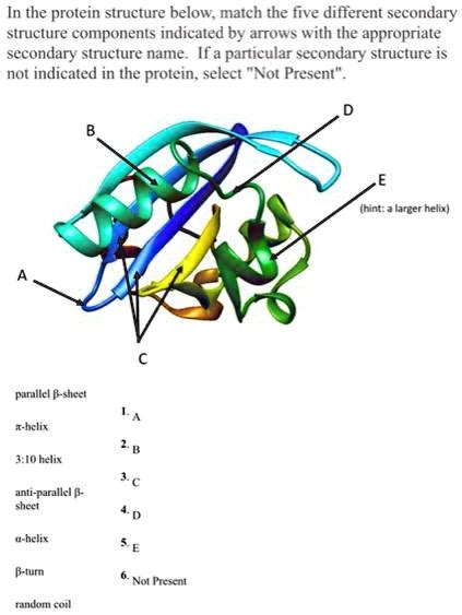 in the protein structure below match the five different secondary ...