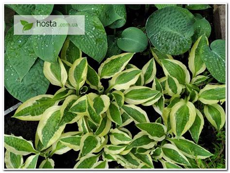 Hosta ua Хоста Yellow Polka Dot Bikini Еллоу Полька из частной коллекции хост