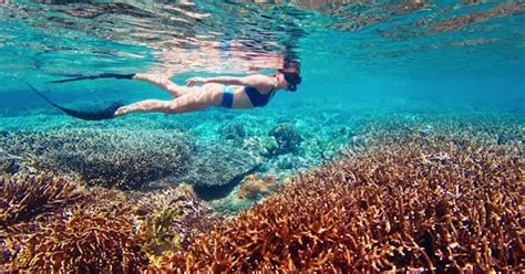 Woman In Blue Swimsuit Snorkeling Over The Vivid Coral Reef In