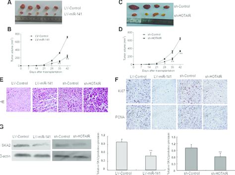 In Vivo Tumor Xenografts Study Nude Mice Were Subcutaneously Injected