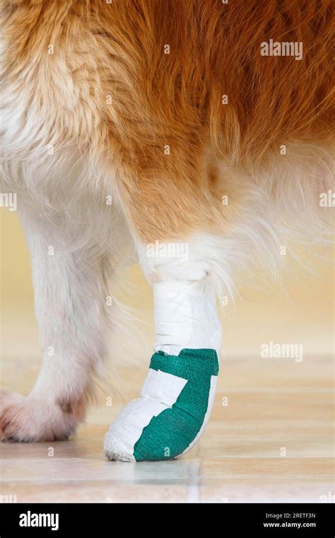 Mixed breed dog, Bandaged paw, Bandaged, Injured, Paw bandage Stock ...