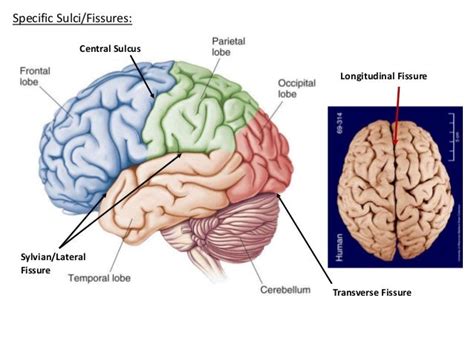 sulci gyri