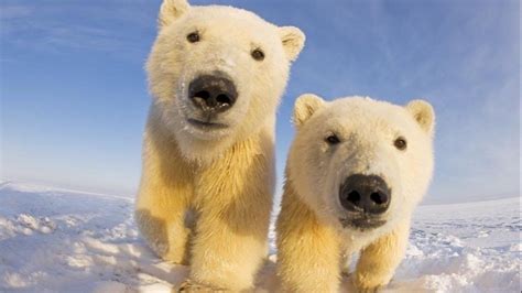 Petition · Saving Polar bears - United States · Change.org