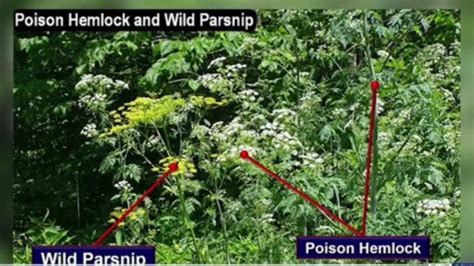 Poison Hemlock Wild Parsnip Hammerhead Worms Emerging In Ohio