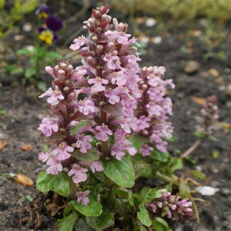 ajuga reptans purple torch