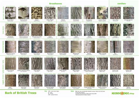 Bark of British Trees Identification Poster Download - Etsy