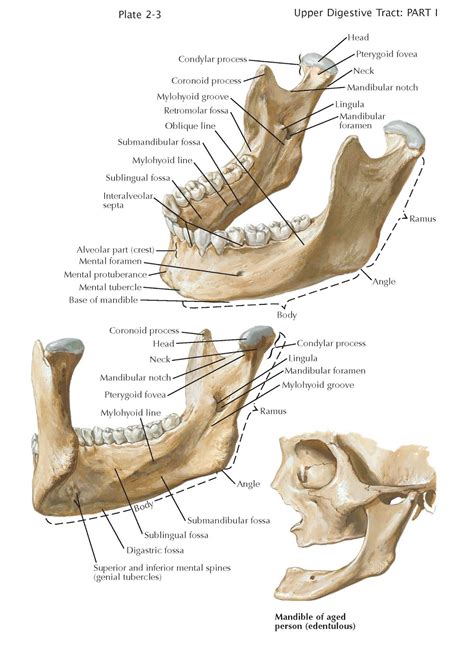 Mandible - pediagenosis