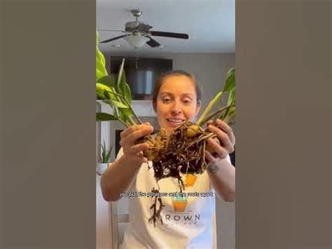 I think I can help with your ZZ plant #plantcare #zzplant #plantlover ...