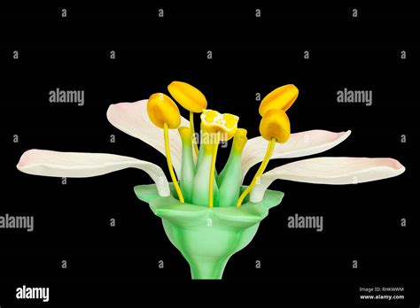 Plant Ovule