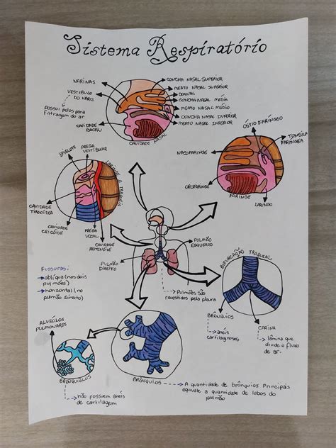 Sistema Respiratório Mapa Mental 5