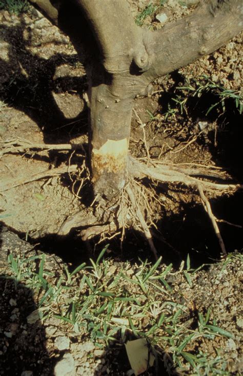 Citrus Root And Collar Rot 264