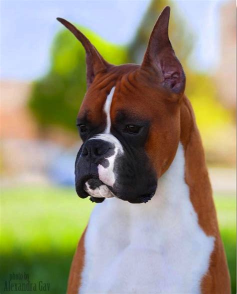 What Is The Breed Of Boxer