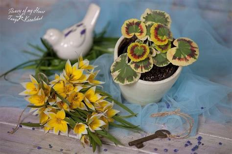 Jupiter. Пеларгония зональная стандартная пестролистная. Цветы простые ...