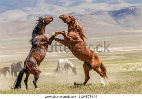 fighting horses images stock  vectors shutterstock